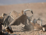Griffon Vultures