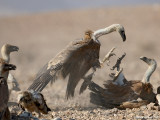 Griffon Vultures