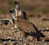 Griffon Vultures