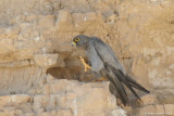Sooty Falcon