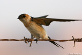 Red-rumped Swallow