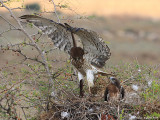 Short-toed Eagle