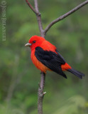 Tanager.jpg
