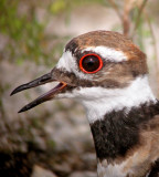 Killdeer