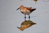 Least Sandpiper