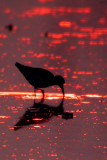 Solitary Sandpiper