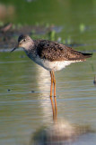 Greater Yellowlegs