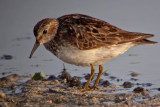Least Sandpiper