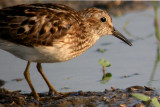 Least Sandpiper