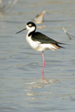 Black-necked Stilt