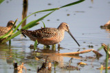 Long-Billed Dowitcher