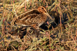 Common Snipe