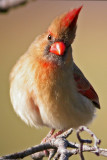 Northern Cardinal