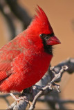 Northern Cardinal