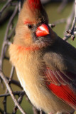 Northern Cardinal