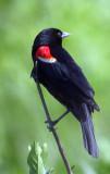 Red-winged Blackbird