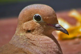 Mourning Dove