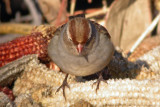 White-crowned Sparrow (Immature)