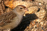 White-crowned Sparrow (Immature)