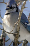 Blue Jay