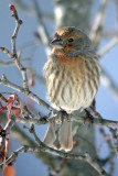 House Finch