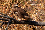 Northern Harrier