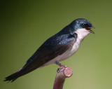 Tree Swallow