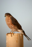 Sharp-shinned Hawk