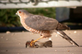 Sharp-shinned Hawk