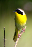 Common Yellowthroat