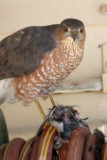 Sharp-shinned Hawk