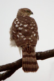 Coopers Hawk