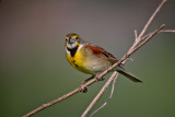 Dickcissel