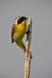 Common Yellowthroat