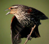 Red-winged Blackbird