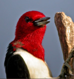 Red-headed Woodpecker