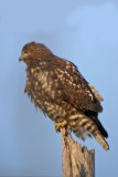 Red-tailed Hawk