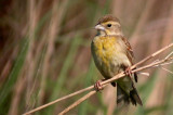 Dickcissel
