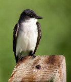 Eastern Kingbird