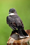 Eastern Kingbird