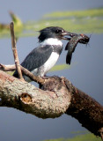 Belted Kingfisher