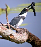 Belted Kingfisher