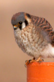 American Kestrel