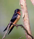 Barn Swallow