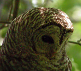 Barred Owl