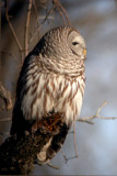 Barred Owl