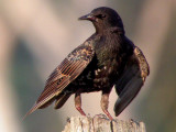 European Starling