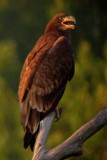 Bald Eagle (juvenile)