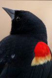 Red-winged Blackbird