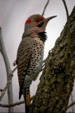 Northern Flicker